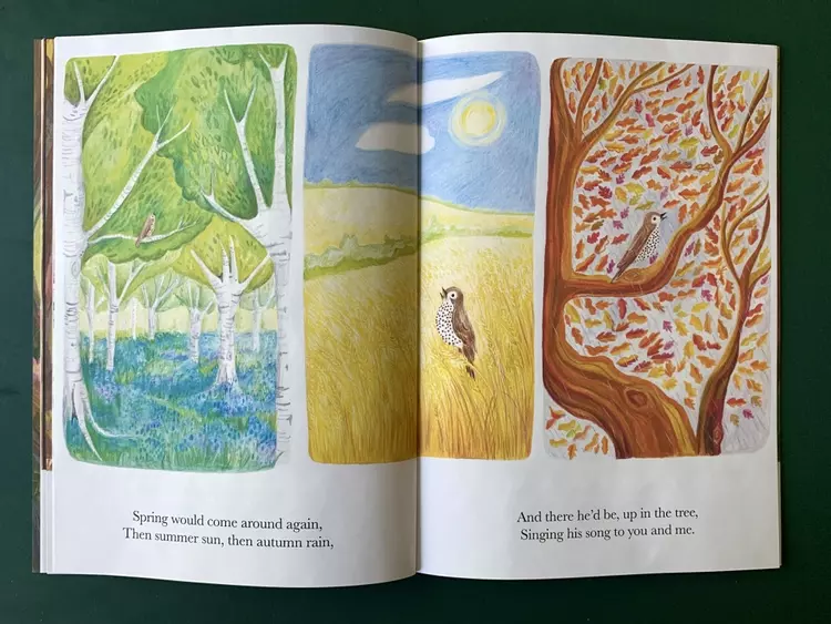 An series of three illustrations for the picture book, showing the mistle thrush singing in a bluebell wood in spring, a corn field in summer, and an autumn coloured oak tree In autumn